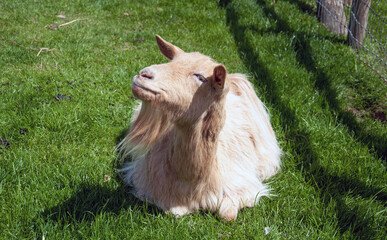 Goat in a summer meadow.