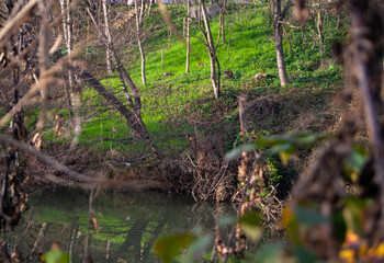 a wonderful view of nature pulled through the bushes