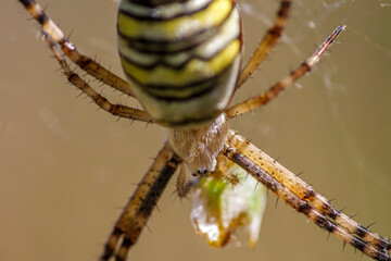 Wespenspinne (Argiope bruennichii)