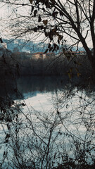 pulled through the bushes, reflection of nature