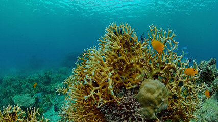 Naklejka na ściany i meble Reef underwater tropical coral garden. Underwater sea fish. Philippines.