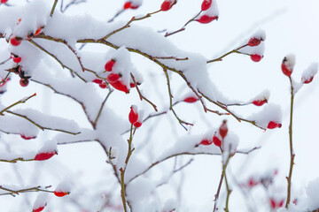 snow covered red rose hips 