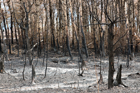 Forest Fire Aftermath 