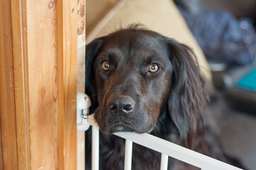 Dog leaning on a gate.