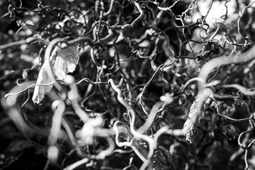 Black and white background