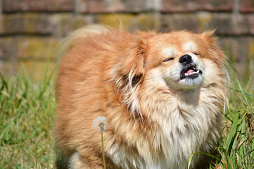 Happy furry dog ​​sunbathing in the backyard of a house