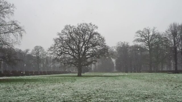 Baum im Park bei Winteranfang mit Schneematsch