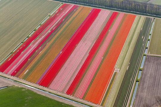Tulip fields, North Holland, Netherlands