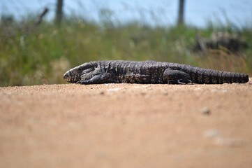 Lizard on the road in a sunny day