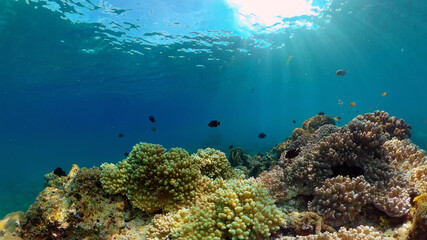 Fototapeta na wymiar Marine scuba diving. Underwater colorful tropical coral reef seascape. Philippines.