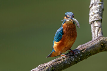 Eisvogel (Alcedo atthis)