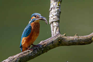 Eisvogel (Alcedo atthis)