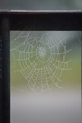 Spiderweb in the shape of a circle in a window