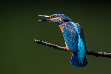Eisvogel (Alcedo atthis)