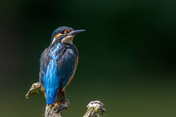 Eisvogel (Alcedo atthis)