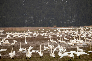 A flock of thousands of tundra swans, Cygnus columbianus, stopping in a farmers field in Canada during migration