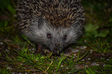 Hedgehog in forest in night