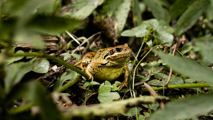 green frog