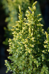 Juniper Hulsdonk Yellow