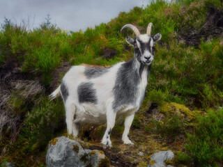 Obraz premium Goat portrait, Norway, goat posing for pictures