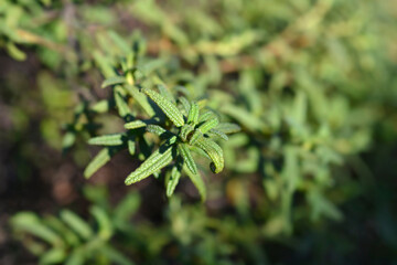 Narrow-leaved cistus