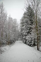 Walk in the winter forest covered in snow Germany