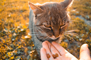 Cat eating from a mans hand
