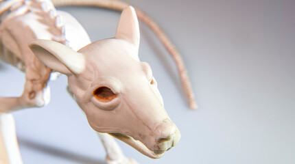 Rat skeleton macro on a white background