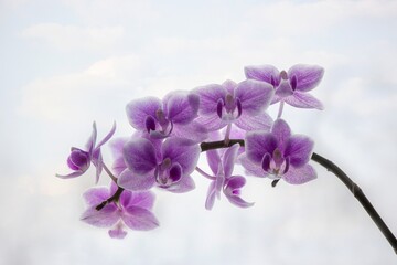 Fototapeta na wymiar Pink orchid on the sky background 