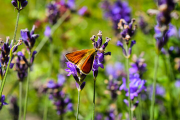 Small butterfly sitting on a purple flower