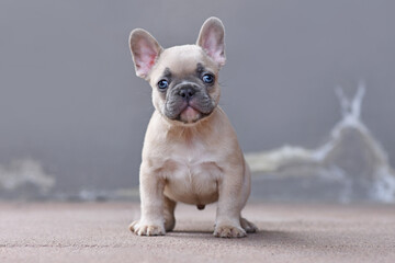 Young lilac fawn colored French Bulldog dog puppy with large funny not straight blue eyes in front...