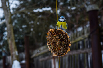 Bird sitting on a sunflower head in winter