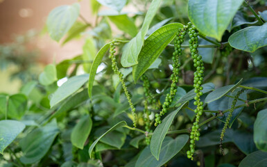 Fototapeta na wymiar Green Pepper on the Pepper tree garden, Fresh Black pepper plant in garden.
