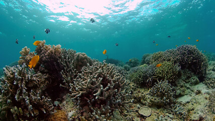 Underwater scene coral reef. Hard and soft corals, underwater landscape. Travel vacation concept. Philippines.