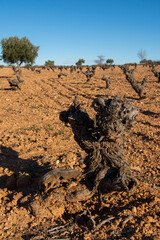 Paisaje de viñedo mediterraneo en España en invierno