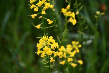 yellow flowers on grass
