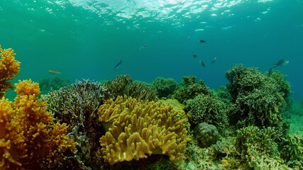 Tropical fishes and coral reef underwater. Hard and soft corals, underwater landscape. Travel vacation concept. Philippines.