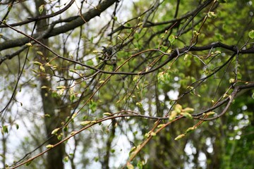 Green blooming branches background