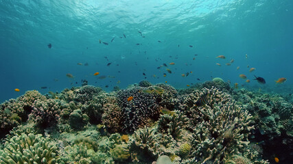 Fototapeta na wymiar Coral reef and tropical fishes. The underwater world of the Philippines. Philippines.