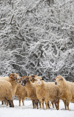 a herd of sheep in winter landscape