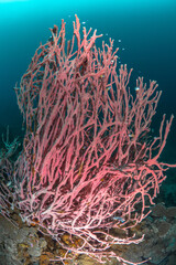 Pink barrel sponge on coral reef