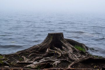 Old tree stump on lake shore on foggy morning