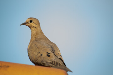 the pigeon