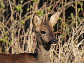 roe deer portrait in spring sunlight