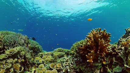 Fototapeta na wymiar Tropical coral reef seascape with fishes, hard and soft corals.