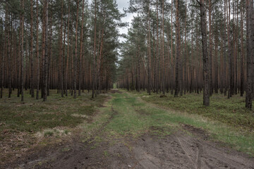 A pine forest on a wet morning