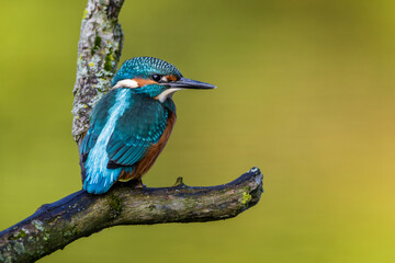 Eisvogel (Alcedo atthis)