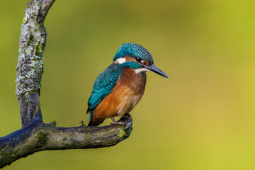 Eisvogel (Alcedo atthis)