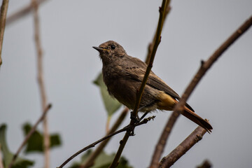 Bird sitting on a branch