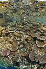 Shallow hard coral reef  while snorkeling